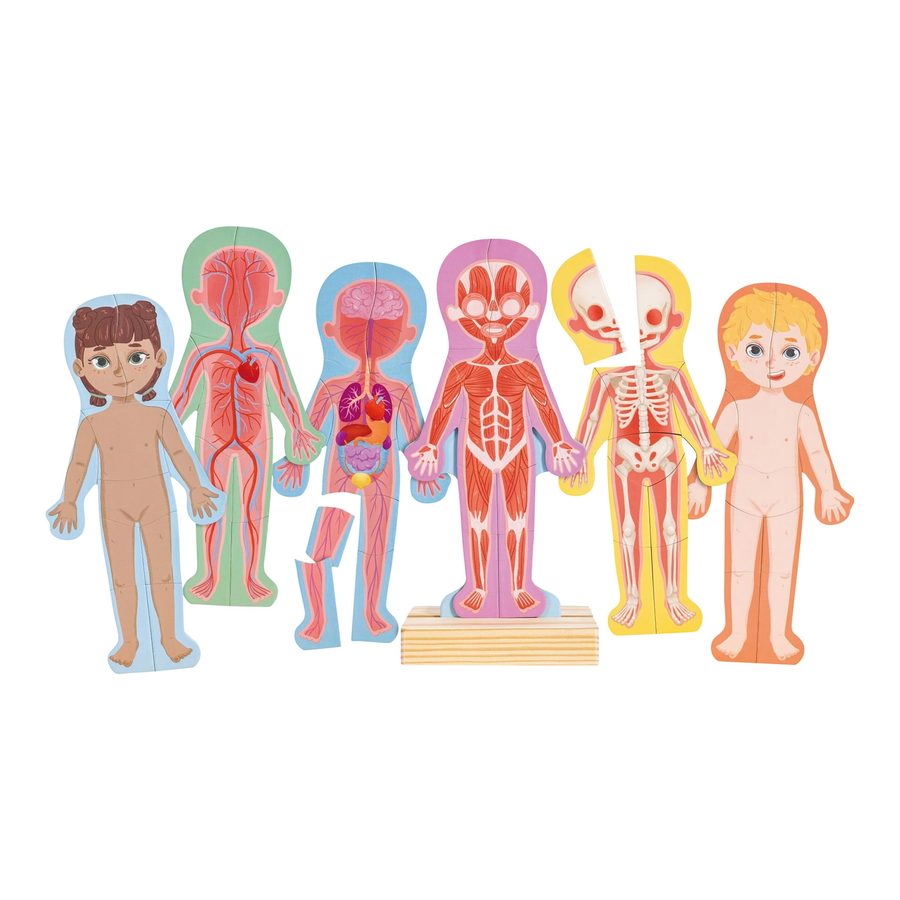 Hape Magnetisches Puzzle - Menschlicher Körper von Hape